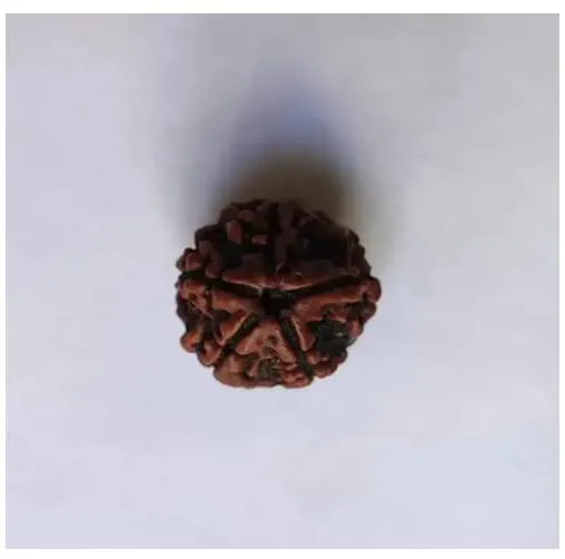 Original Single Panchmukhi Rudraksha Bead | Natural 5 Mukhi Rudraksha for Pooja, Meditation & Spiritual Wear