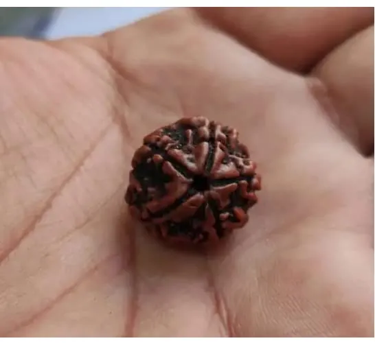 Original Single Panchmukhi Rudraksha Bead | Natural 5 Mukhi Rudraksha for Pooja, Meditation & Spiritual Wear