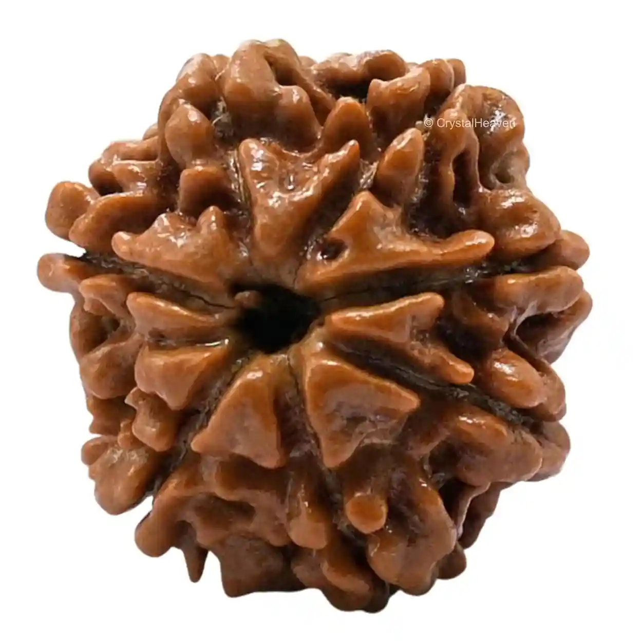 Natural 7 Mukhi Rudraksha Bead for Men &...