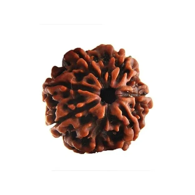 Natural 7 Mukhi Rudraksha Bead for Men & Women