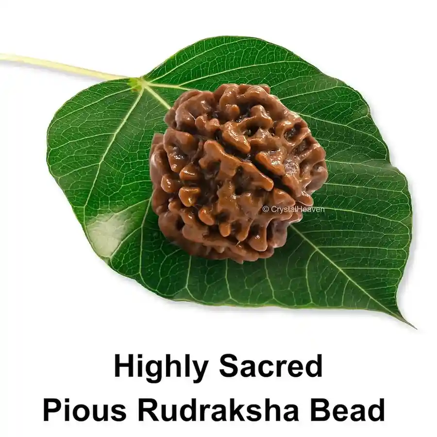 Natural 7 Mukhi Rudraksha Bead for Men & Women