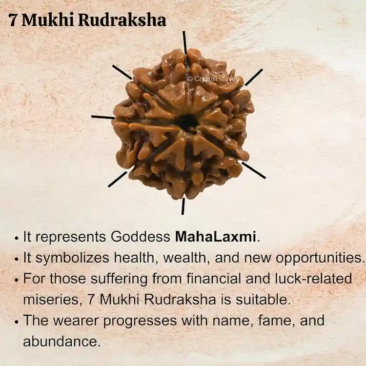 Natural 7 Mukhi Rudraksha Bead for Men & Women