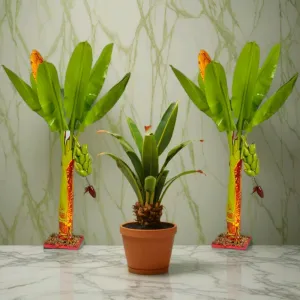 Artificial Banana Tree 2 Ft Decorative H...