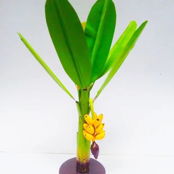 Banana Tree Handicrafts Decorative Home Decor